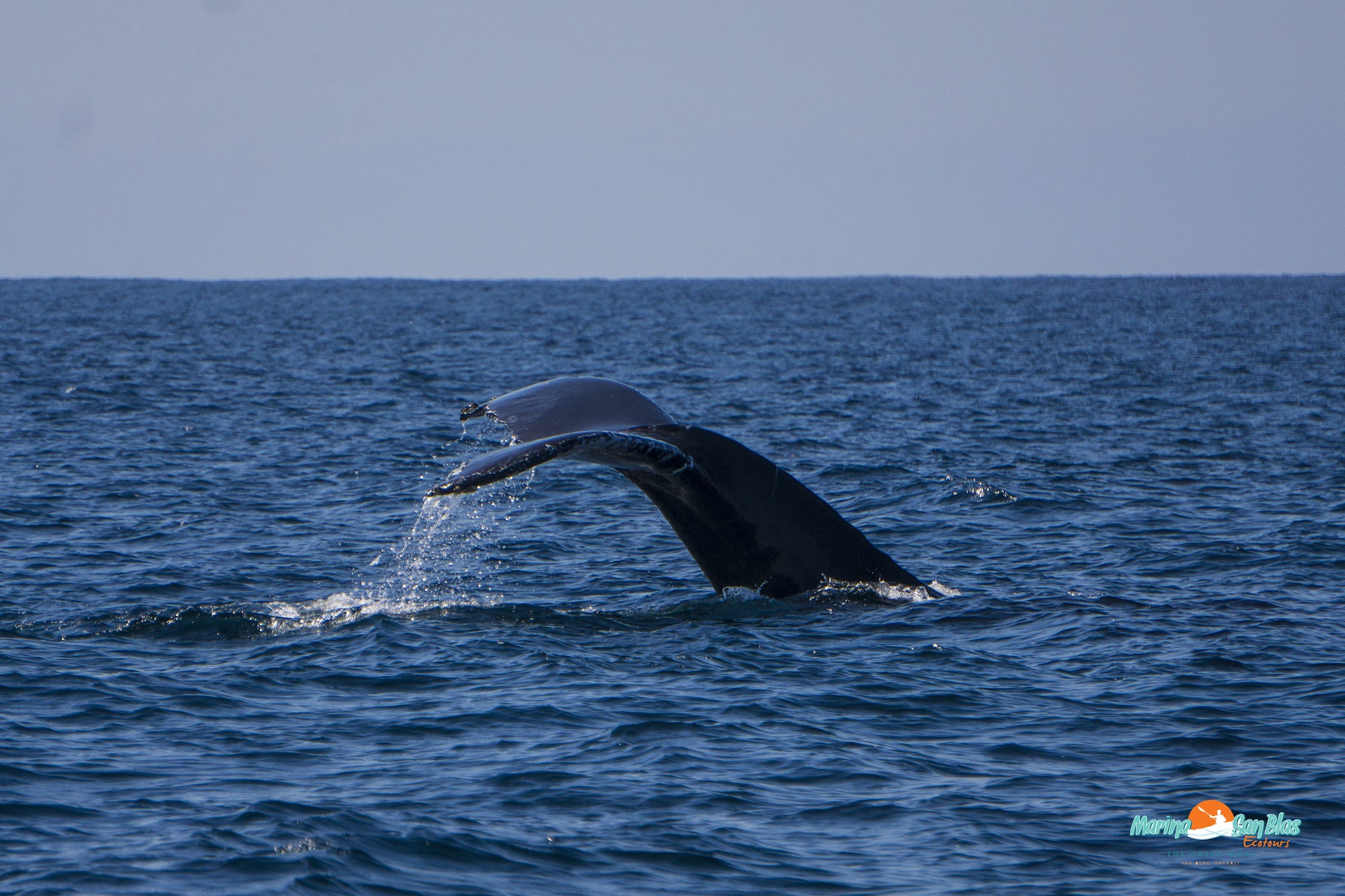 aleta de perfil de ballena