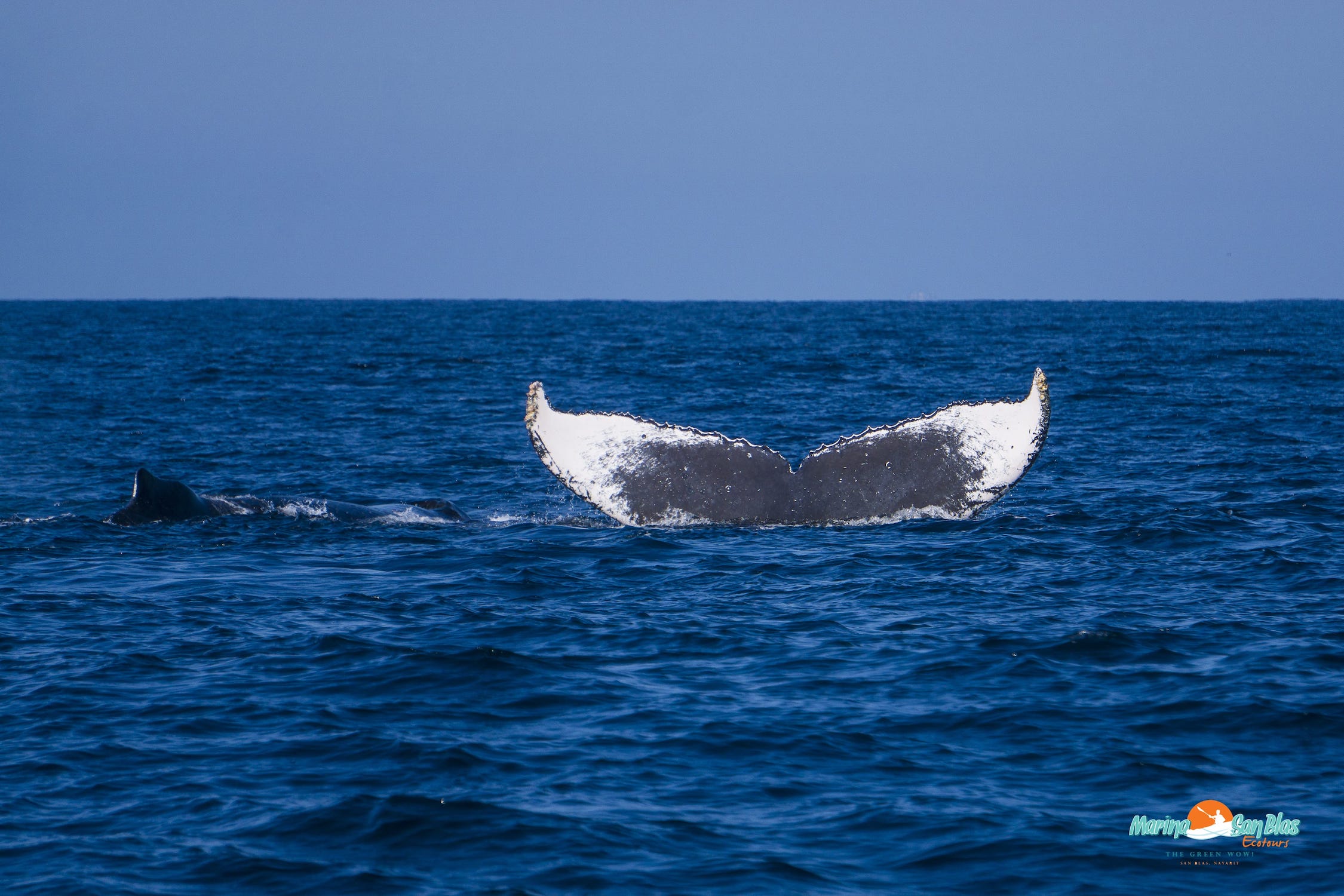 ballena cola blanca