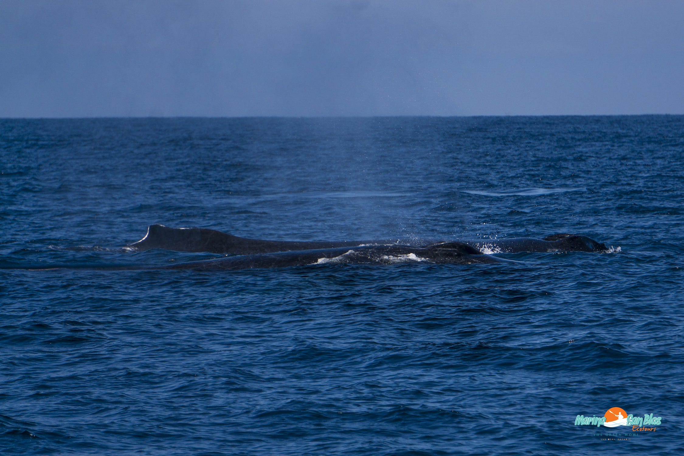 dos ballenas en san blas