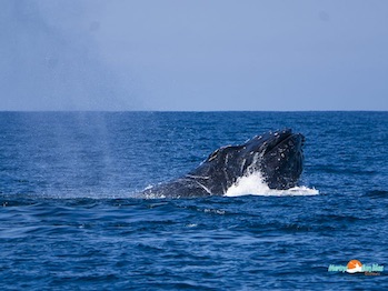 Ballena en San Blas