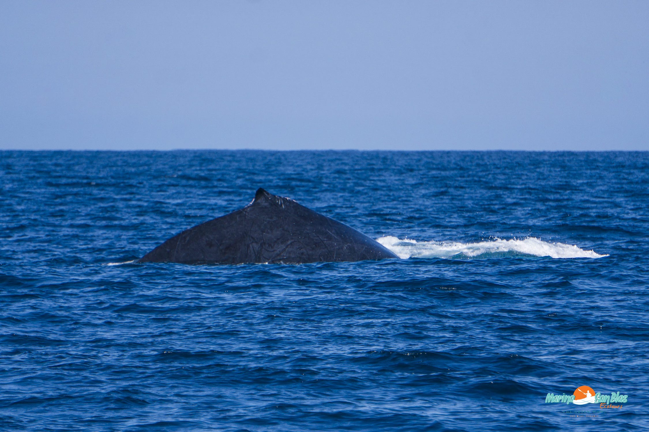 aleta ballena en san blas