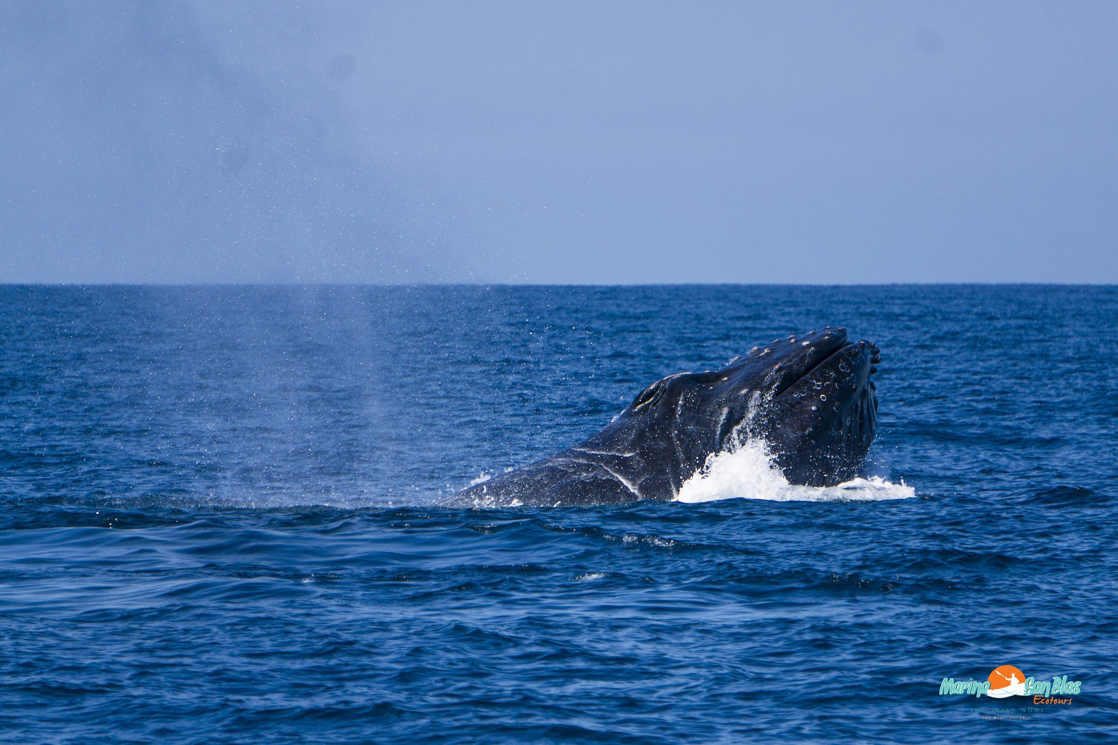 cabeza de ballena