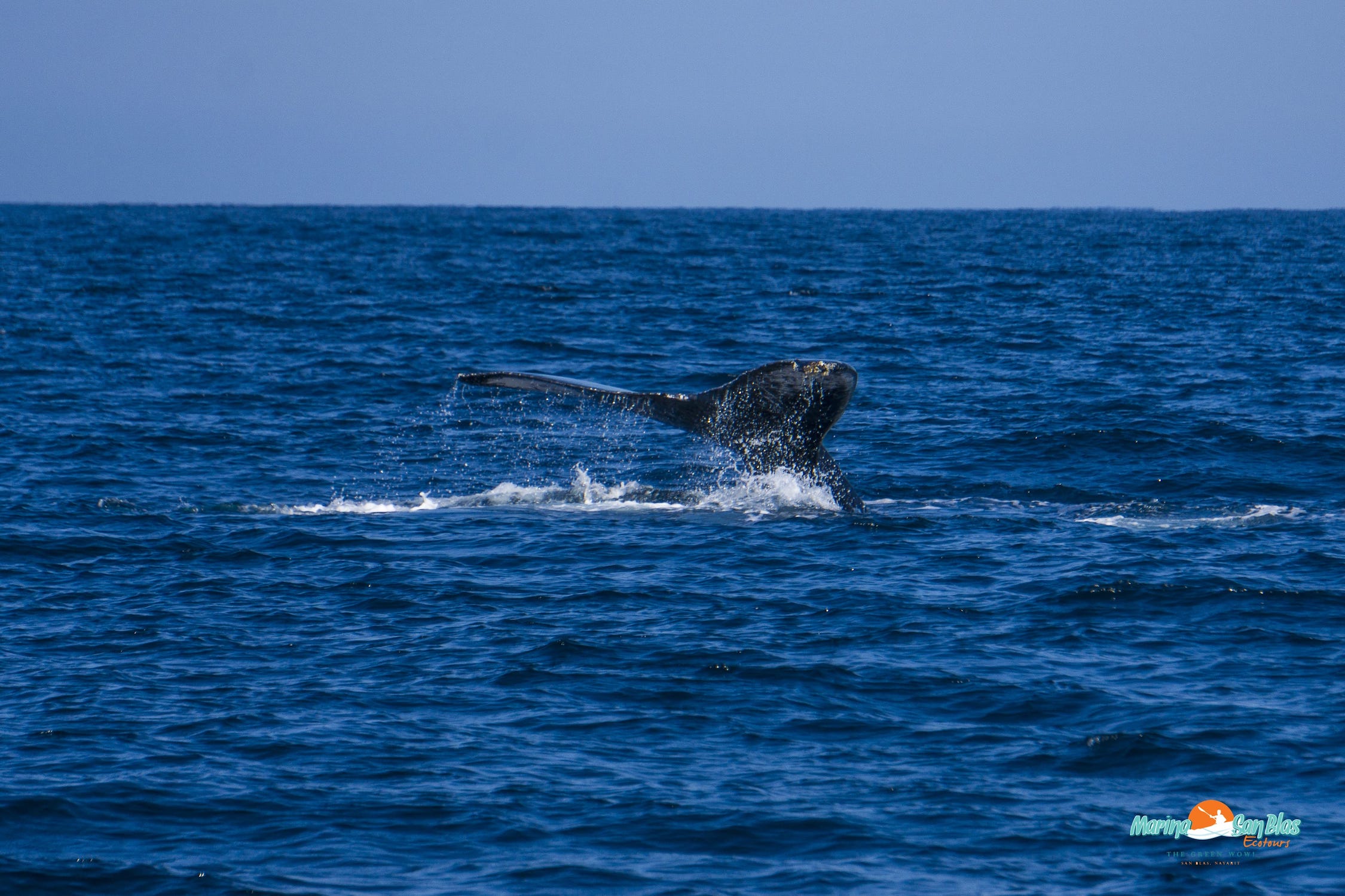 cola de ballena en san blas