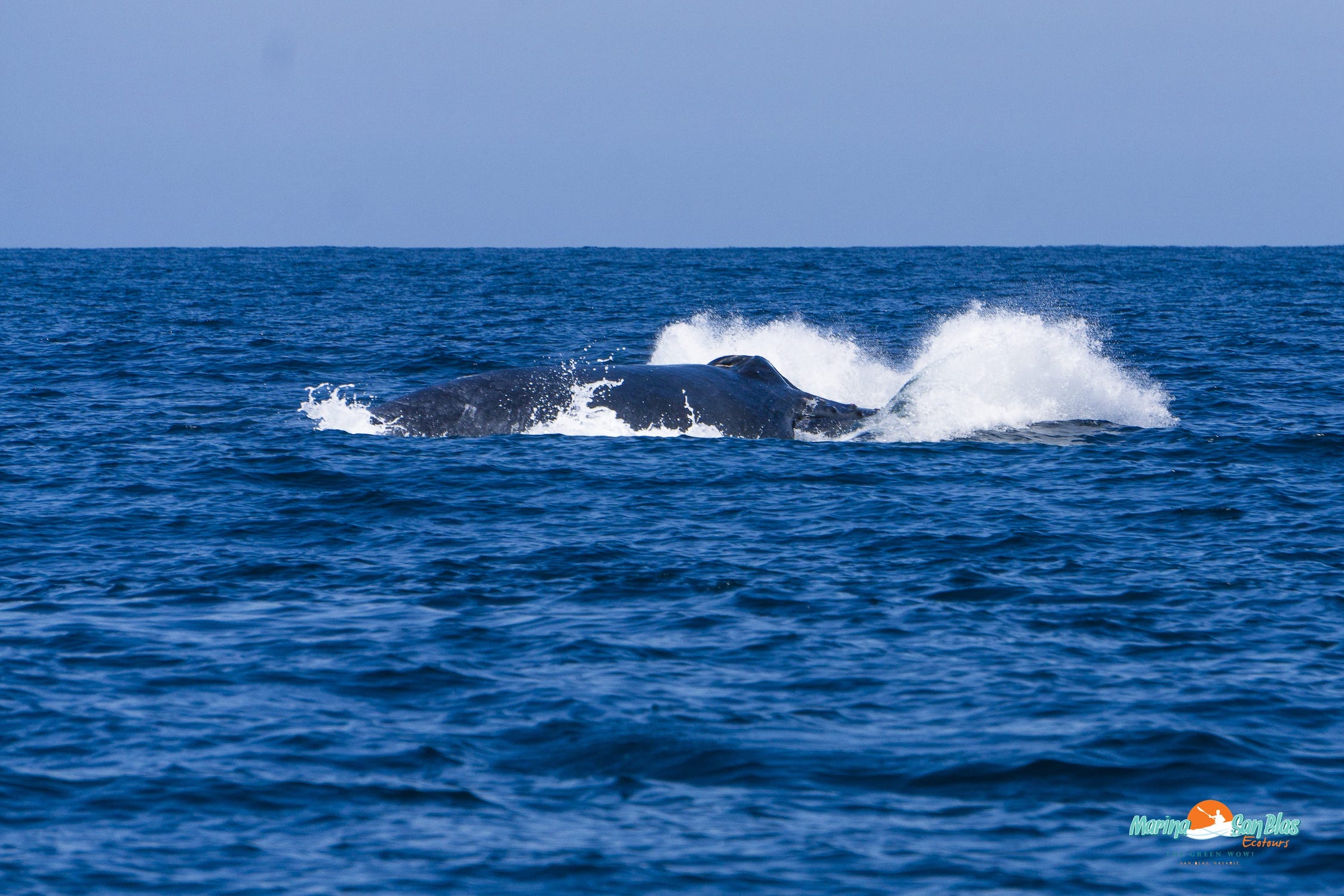 ballena salto en san blas