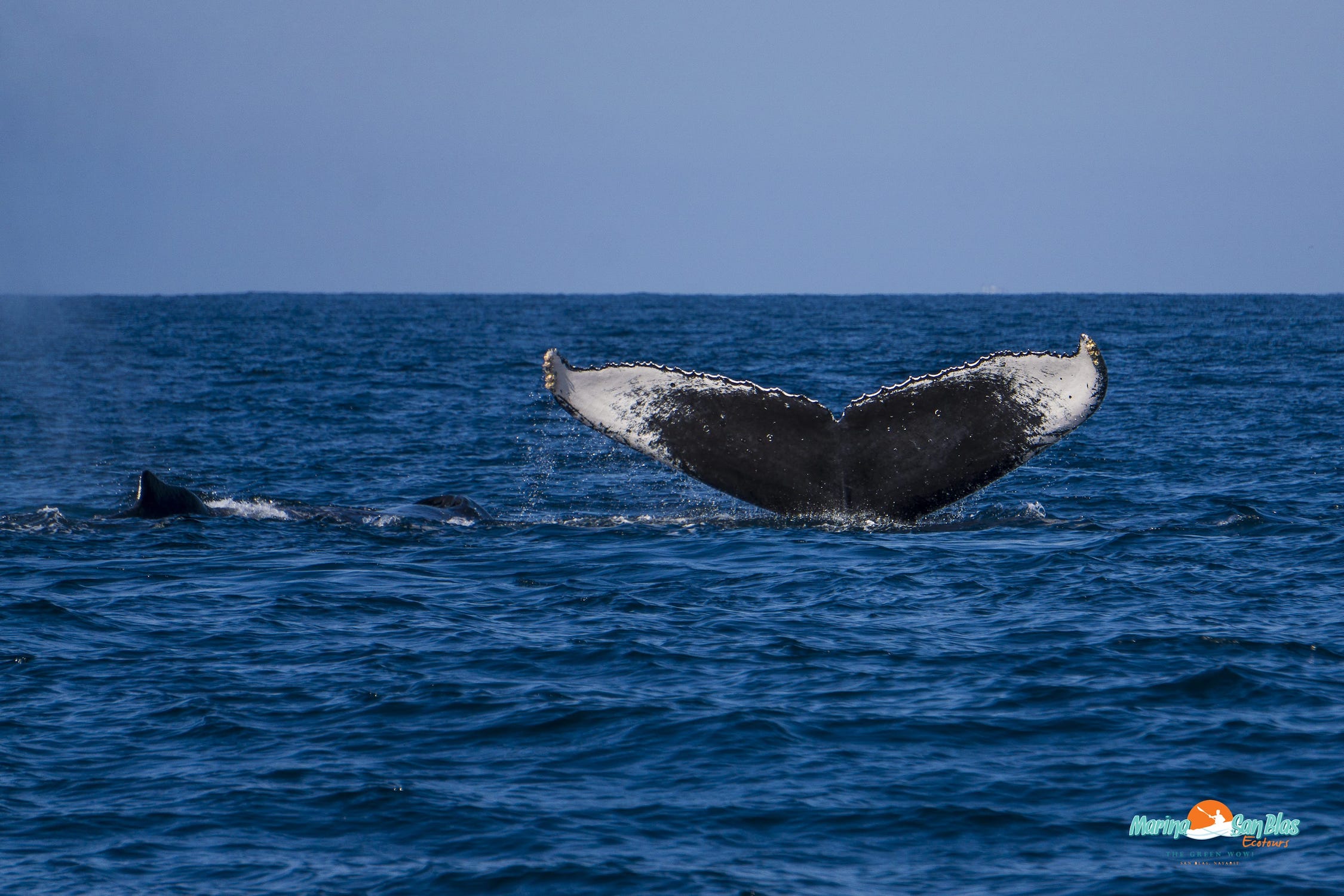 cola de ballena