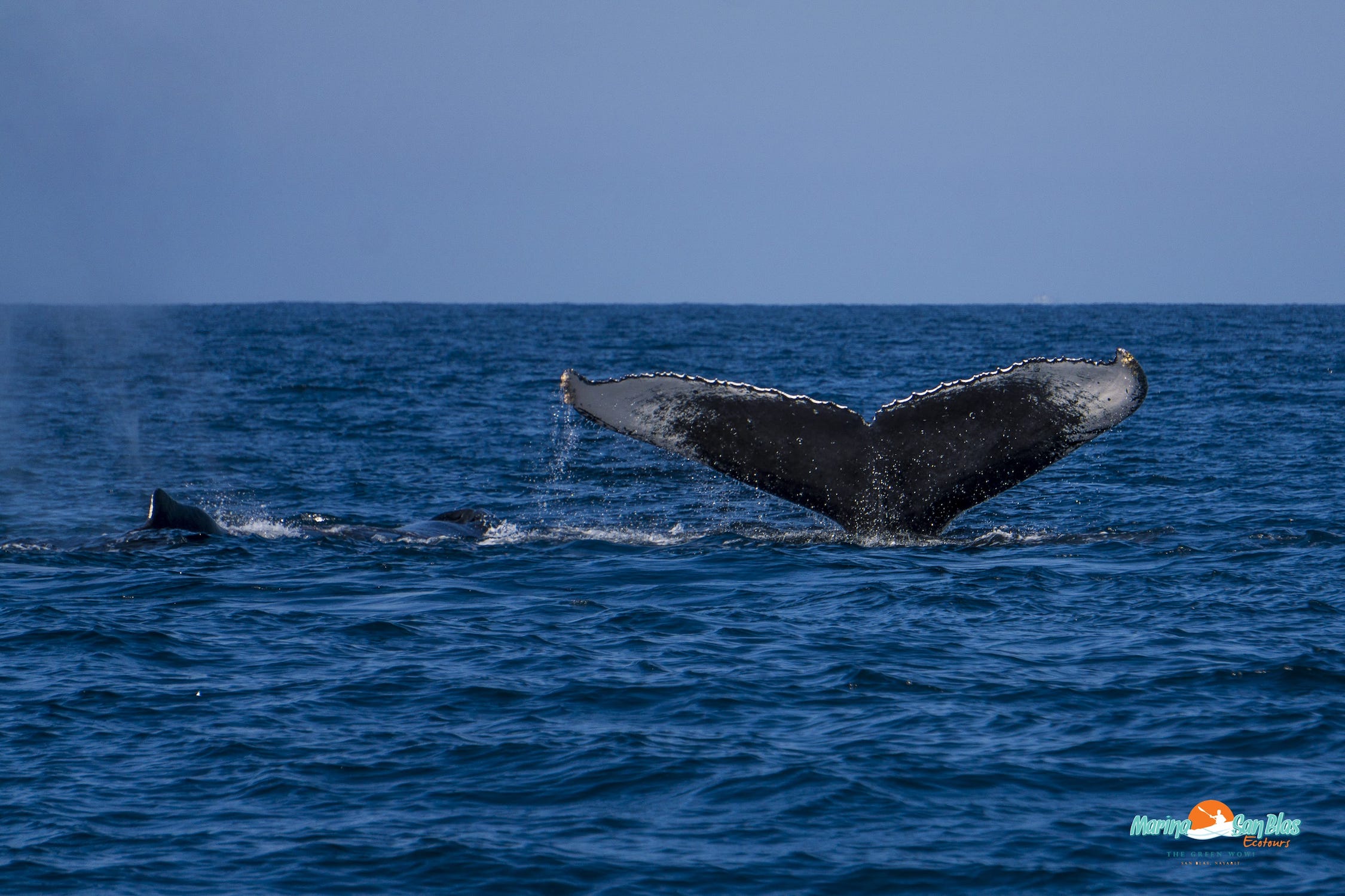 dos ballenas en san blas