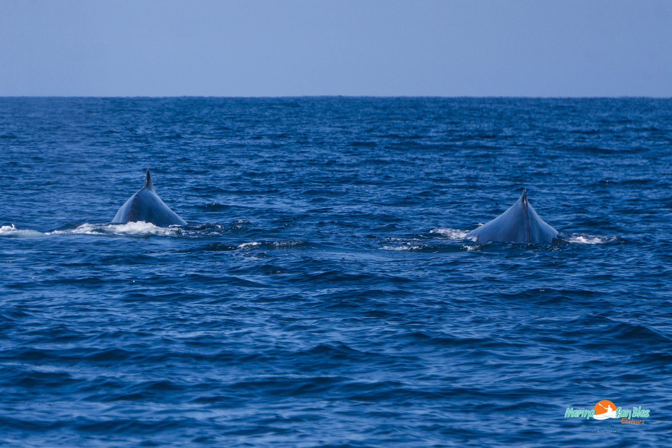 dos ballenas