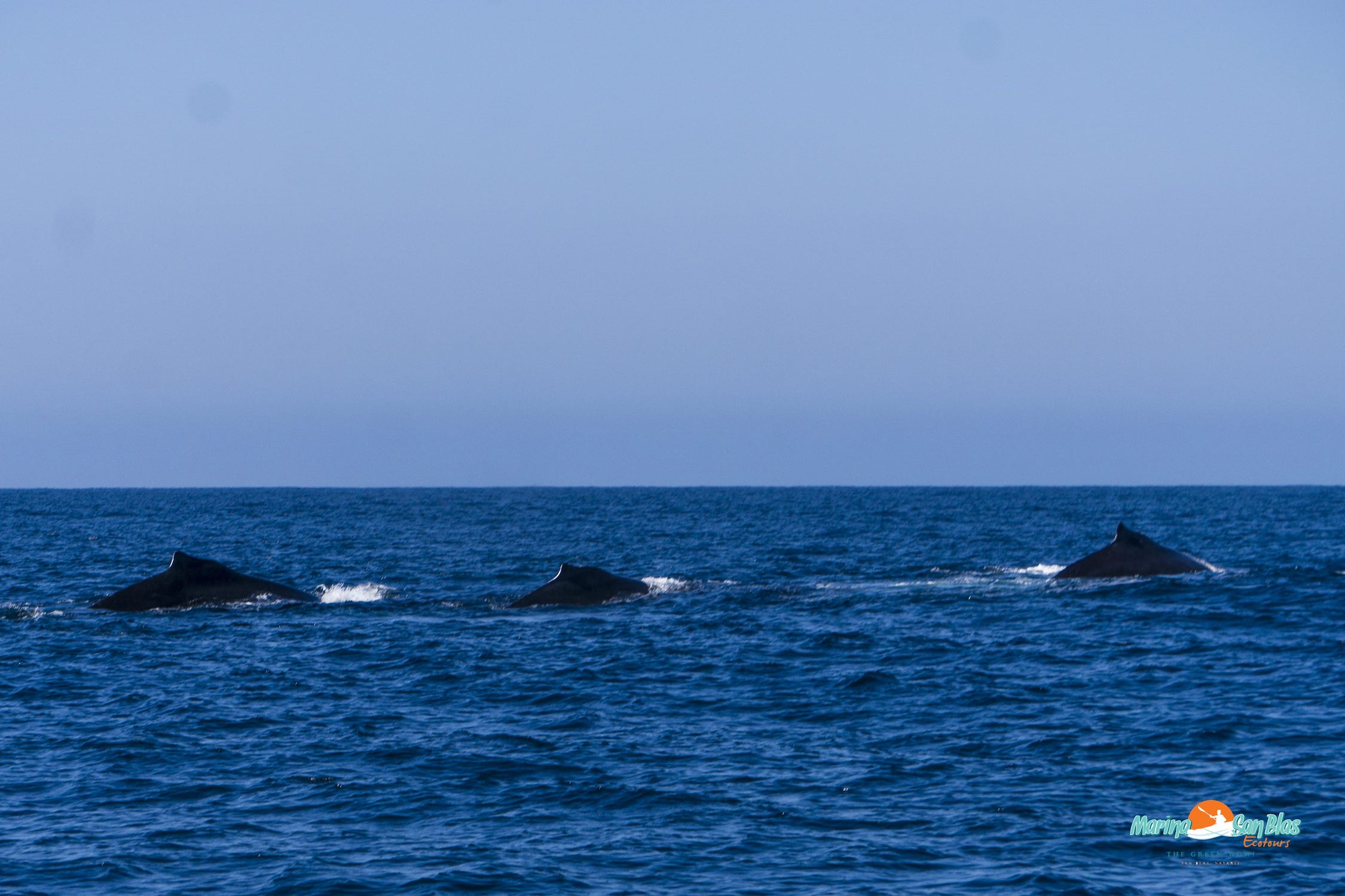 tres ballenas en san blas